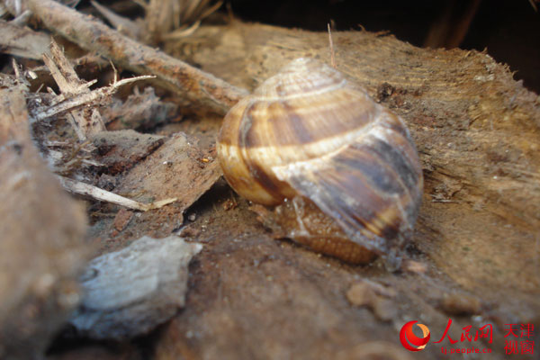  附图为天津检验检疫局截获亮大蜗牛。（牛春敬 孔丹丹）